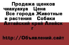 Продажа щенков чиахуахуа › Цена ­ 12 000 - Все города Животные и растения » Собаки   . Алтайский край,Алейск г.